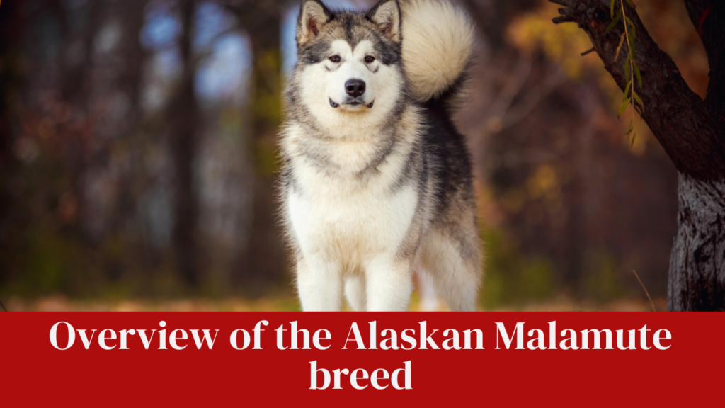 Overview of the Alaskan Malamute breed