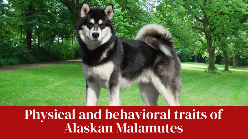 Physical and behavioral traits of Alaskan Malamutes