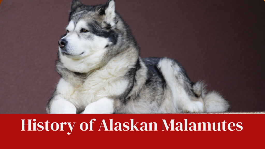 History of Alaskan Malamutes