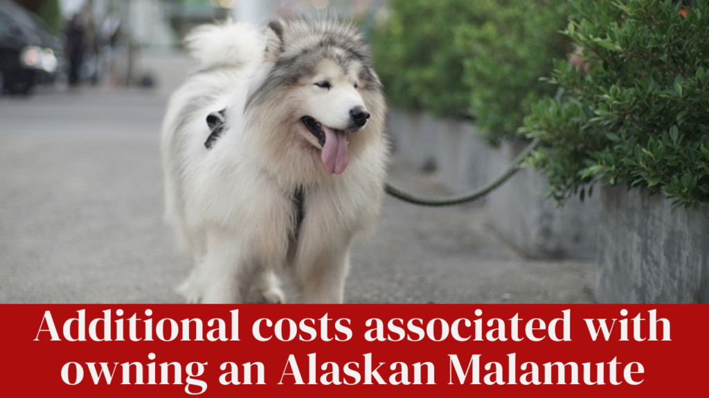 Additional costs associated with owning an Alaskan Malamute