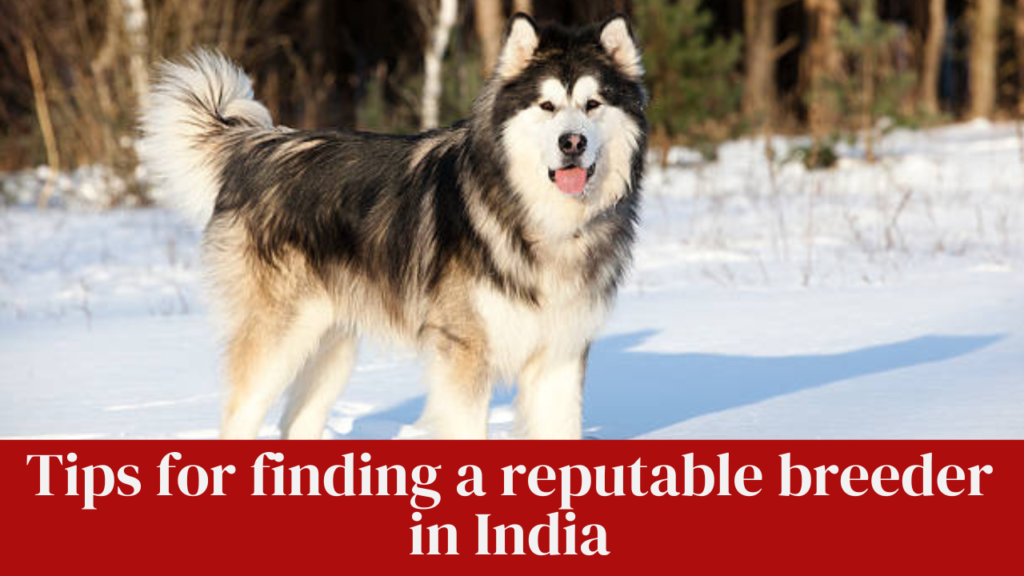 Tips for finding a reputable breeder in India