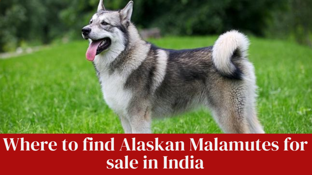 Where to find Alaskan Malamutes for sale in India