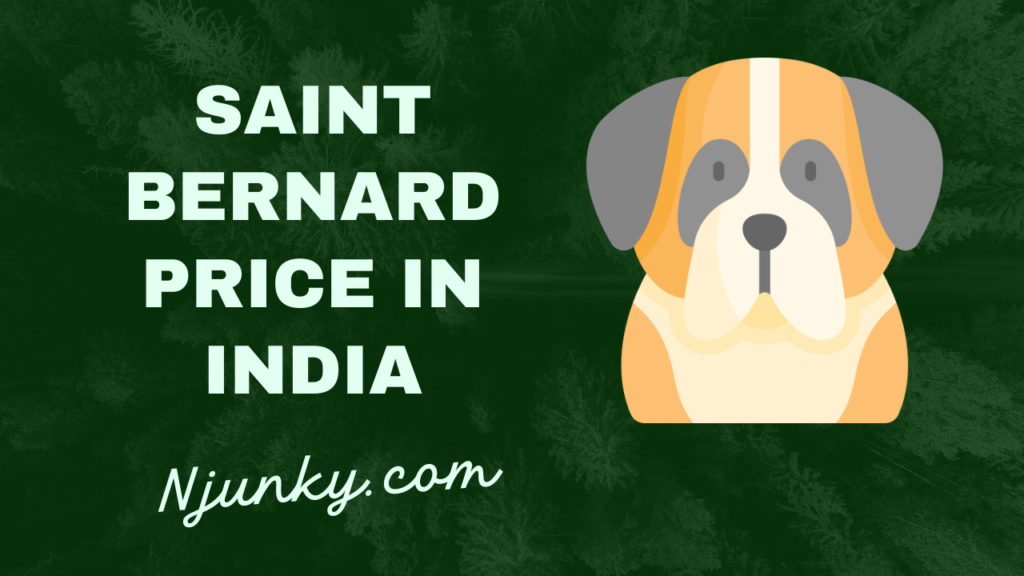 Saint Bernard Price In India