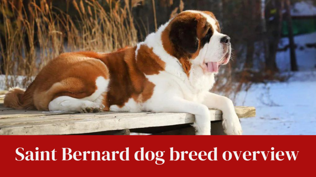 Saint Bernard dog breed overview