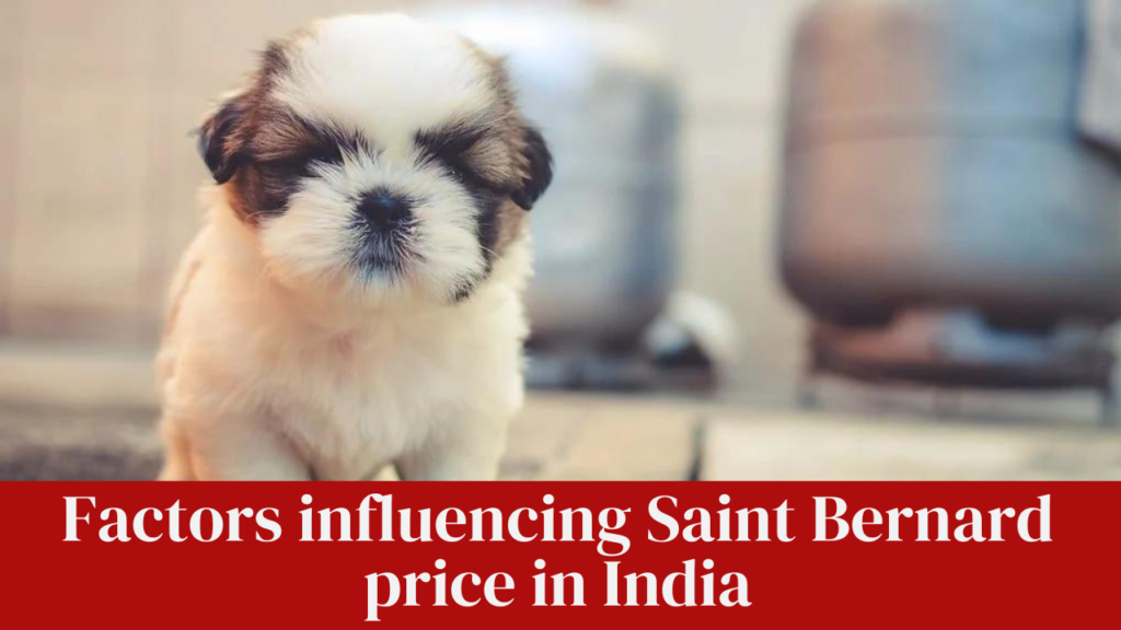 Factors influencing Saint Bernard price in India