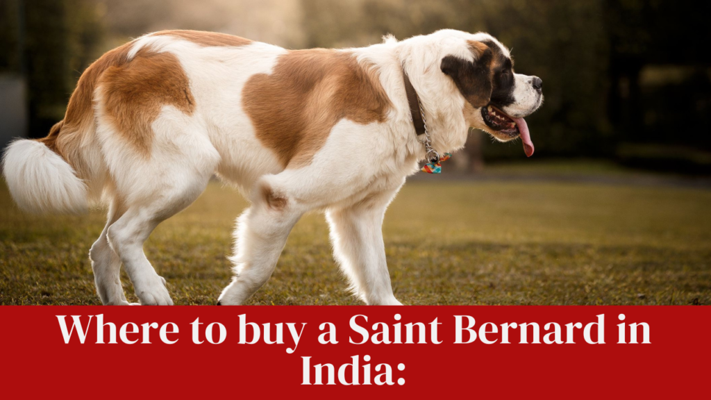 Where to buy a Saint Bernard in India: