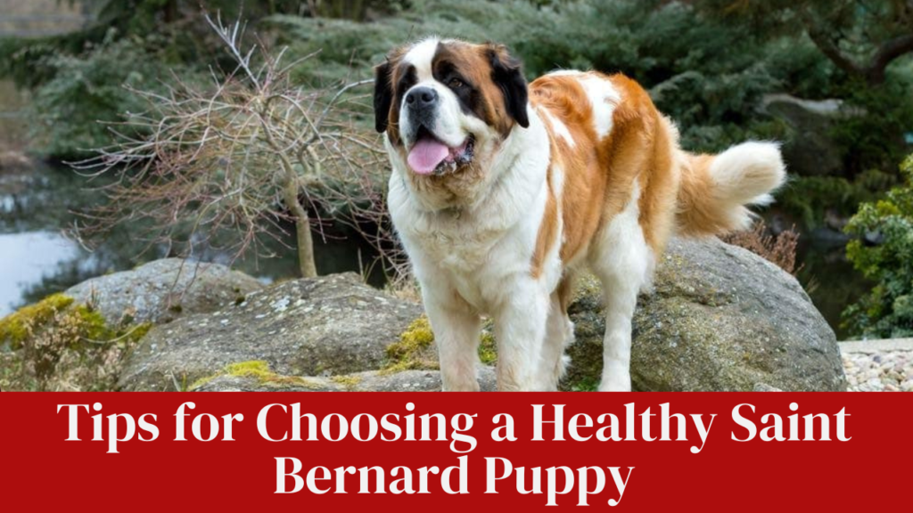Tips for Choosing a Healthy Saint Bernard Puppy