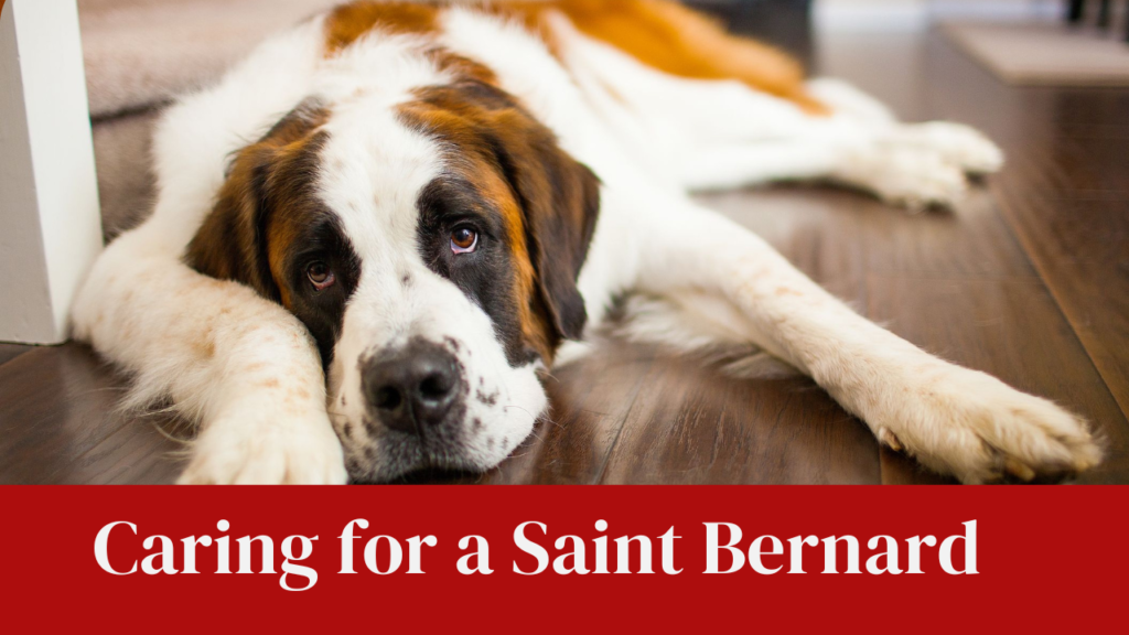 Caring for a Saint Bernard: