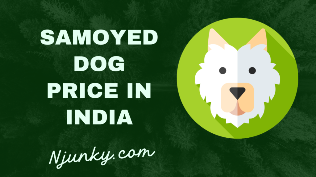 Samoyed Dog Price In India