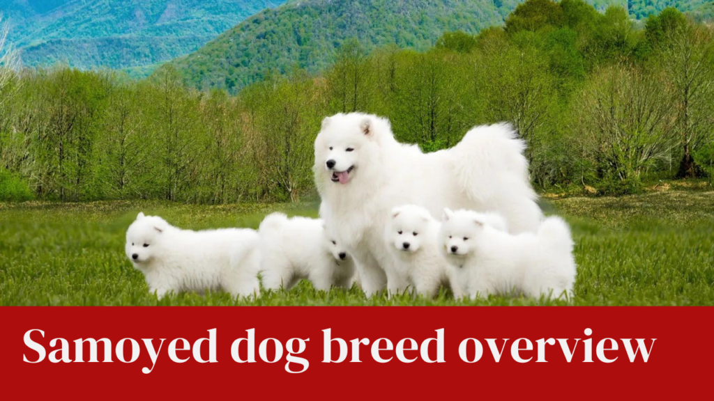 Samoyed dog breed overview