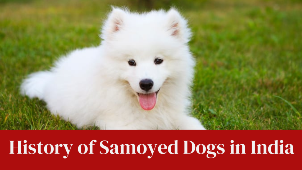 History of Samoyed Dogs in India