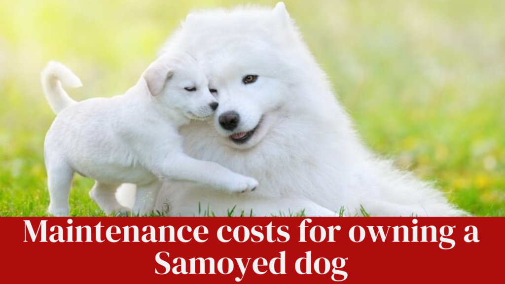 Maintenance costs for owning a Samoyed dog