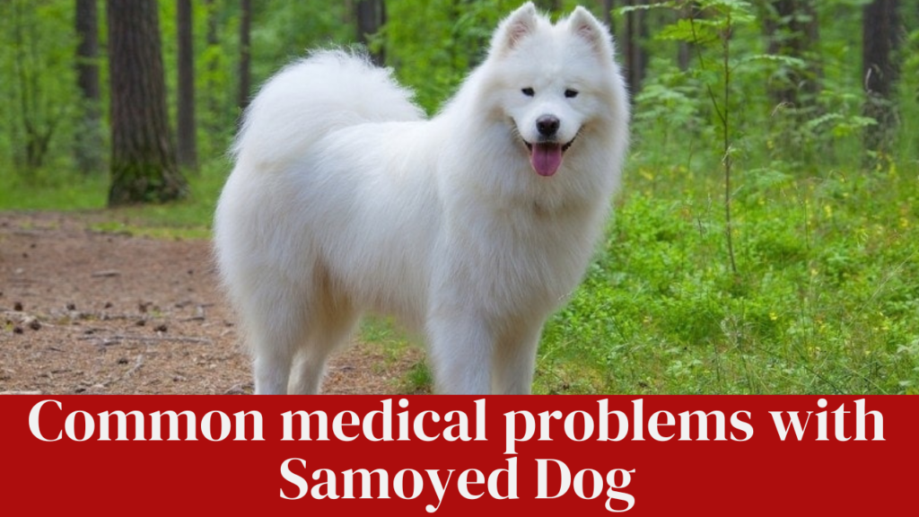 Common medical problems with Samoyed Dog