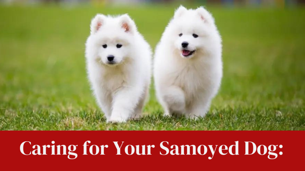 Caring for Your Samoyed Dog: