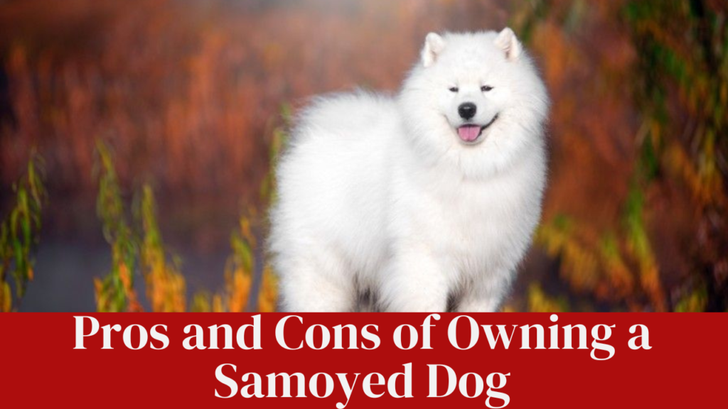 Pros and Cons of Owning a Samoyed Dog