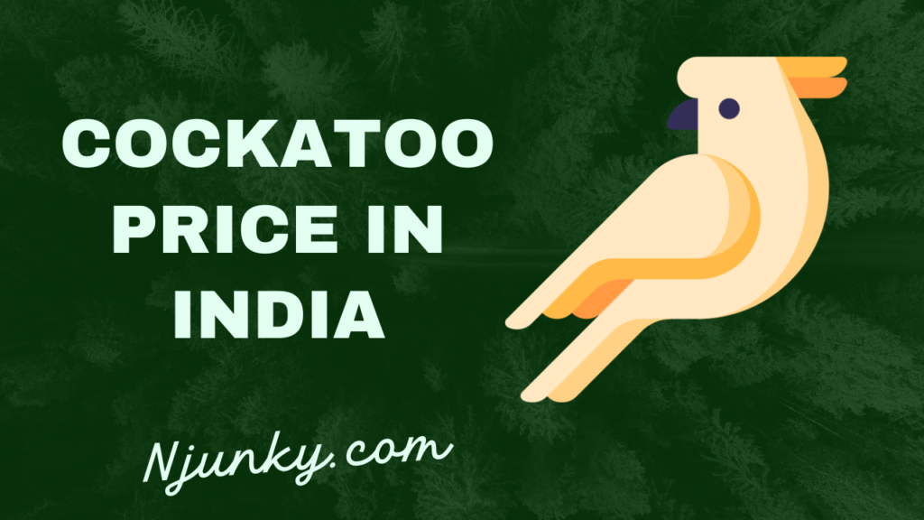 Cockatoo Price in India