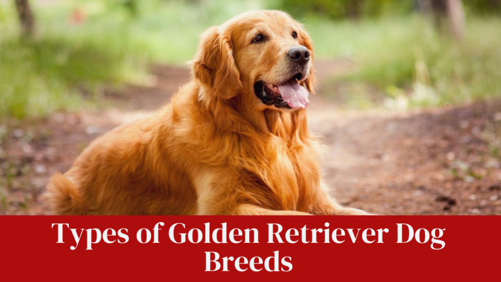 Types of Golden Retriever Dog Breeds