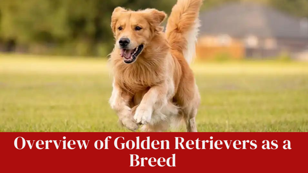 Overview of Golden Retrievers as a Breed