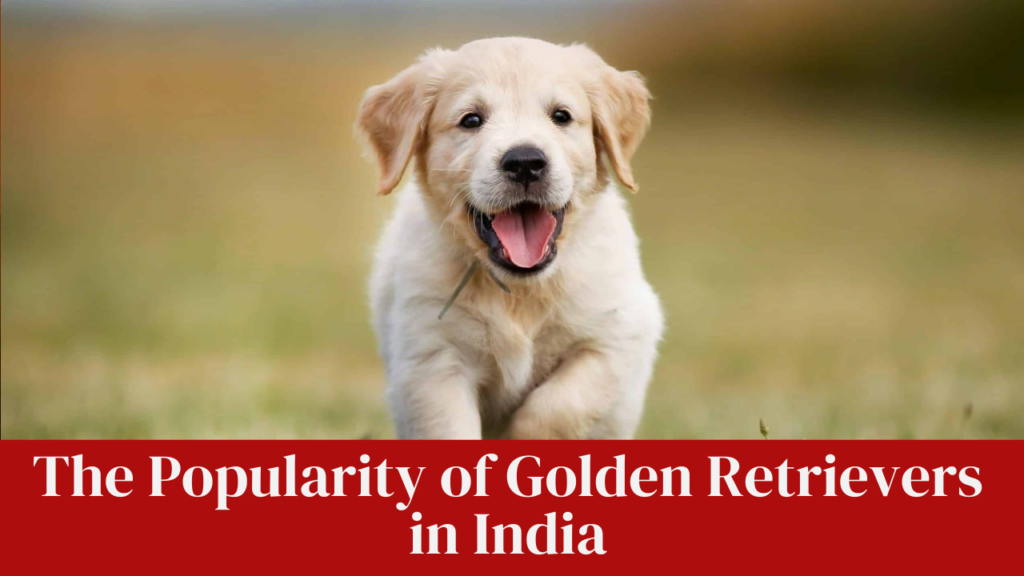 The Popularity of Golden Retrievers in India