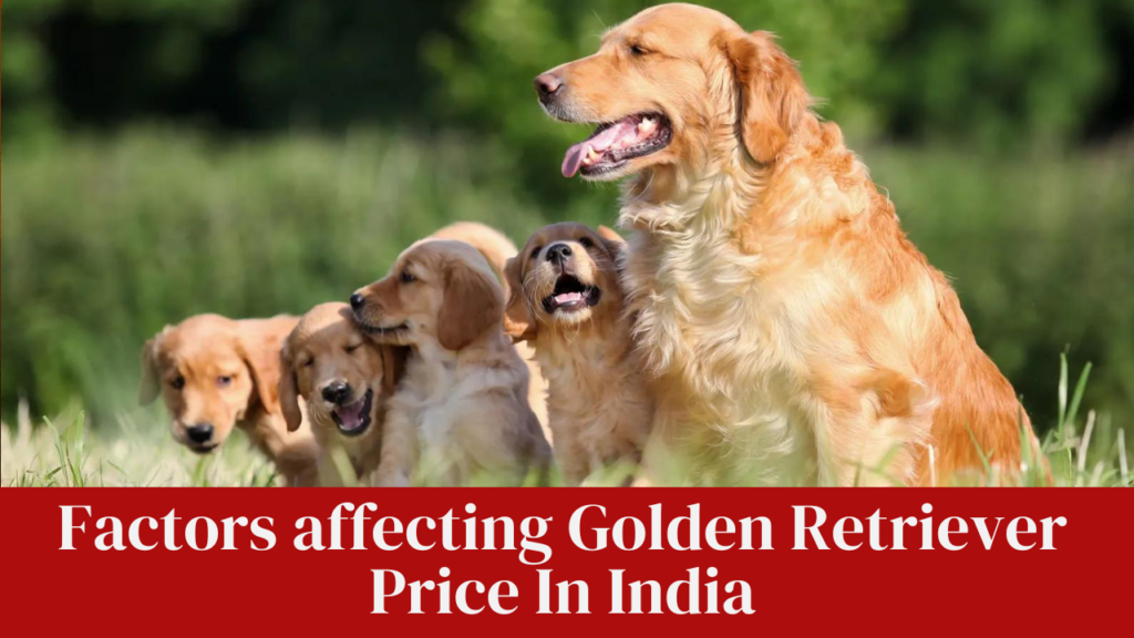 Factors affecting Golden Retriever Price In India