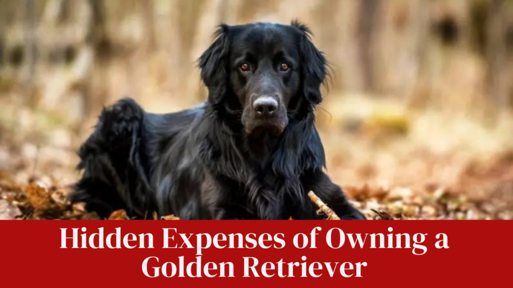 Hidden Expenses of Owning a Golden Retriever: