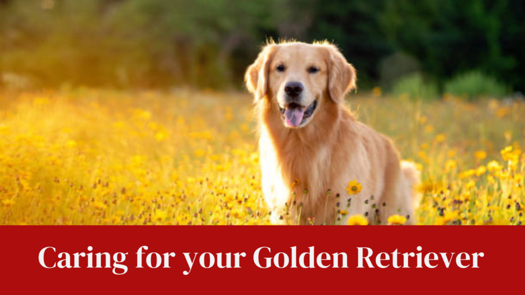 Caring for your Golden Retriever
