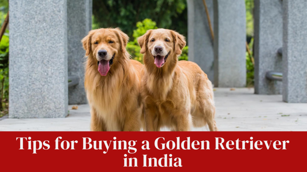 Tips for Buying a Golden Retriever in India