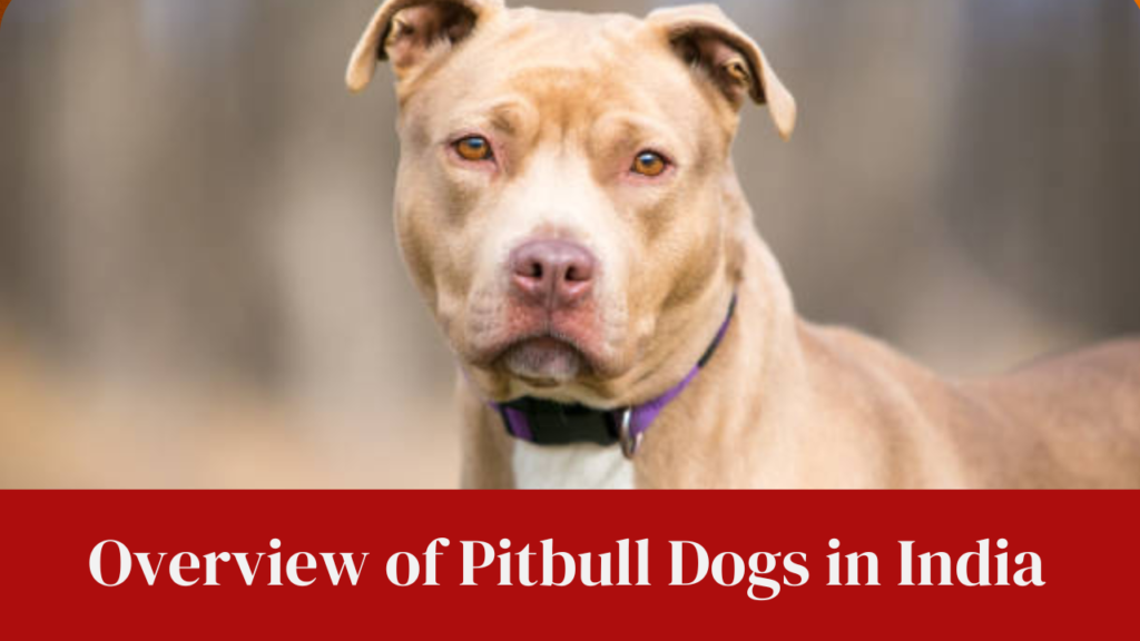 Overview of Pitbull Dogs in India