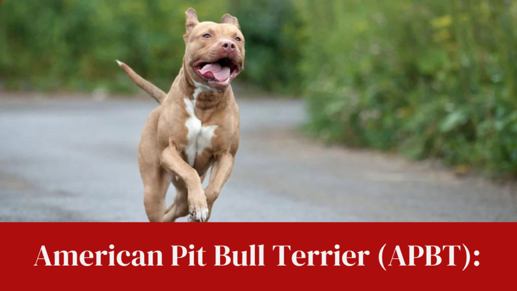 American Pit Bull Terrier (APBT):