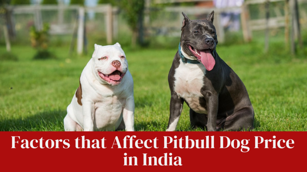 Factors that Affect Pitbull Dog Price in India