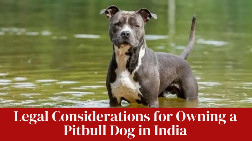 Legal Considerations for Owning a Pitbull Dog in India