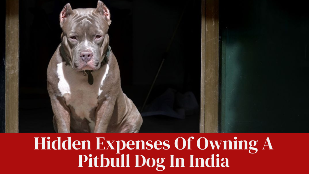 Hidden Expenses Of Owning A Pitbull Dog In India