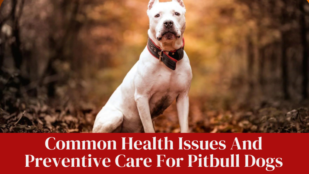 Common Health Issues And Preventive Care For Pitbull Dogs