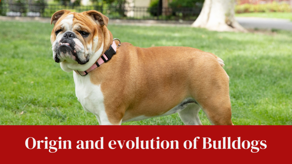 Origin and evolution of Bulldogs