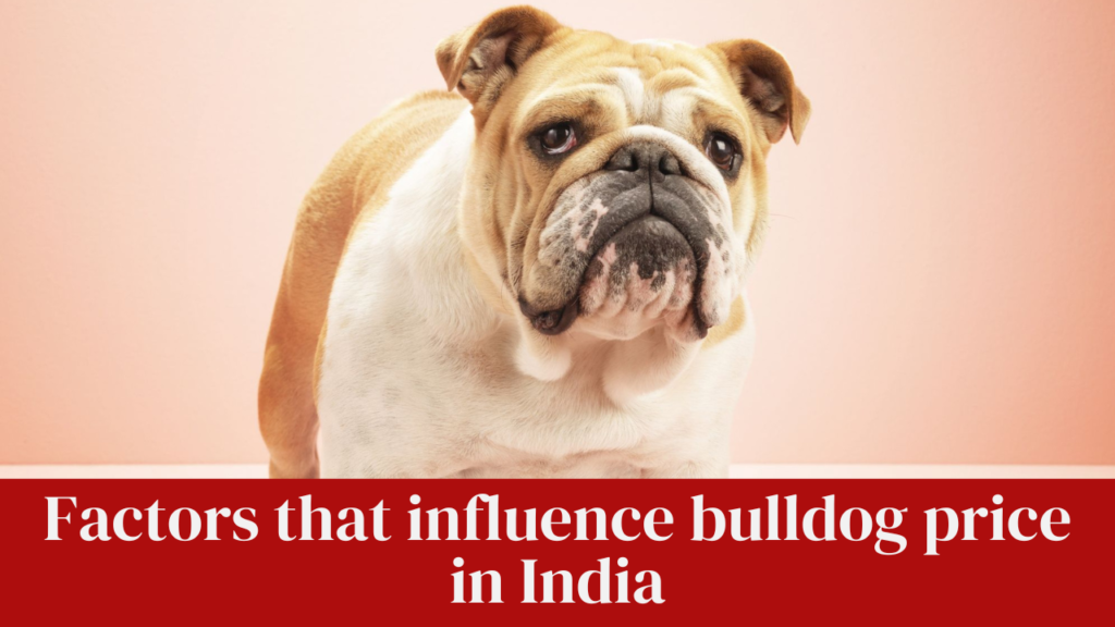 Factors that influence bulldog price in India