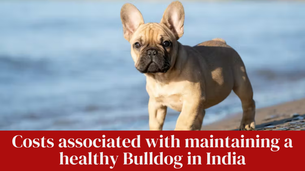 Costs associated with maintaining a healthy Bulldog in India