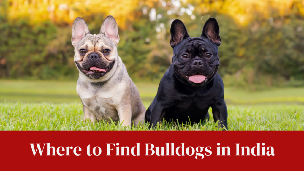 Where to Find Bulldogs in India