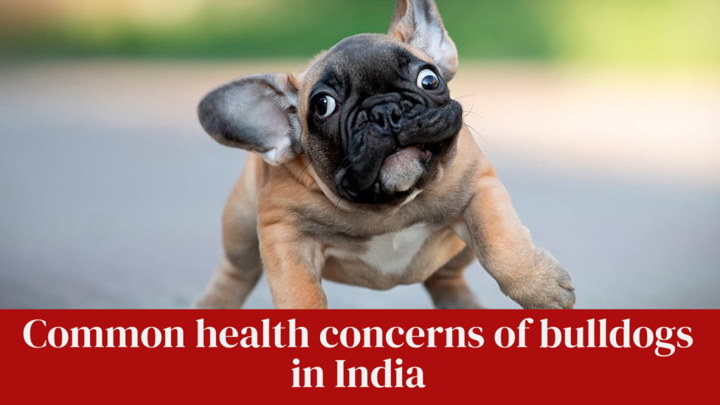 Common health concerns of bulldogs in India