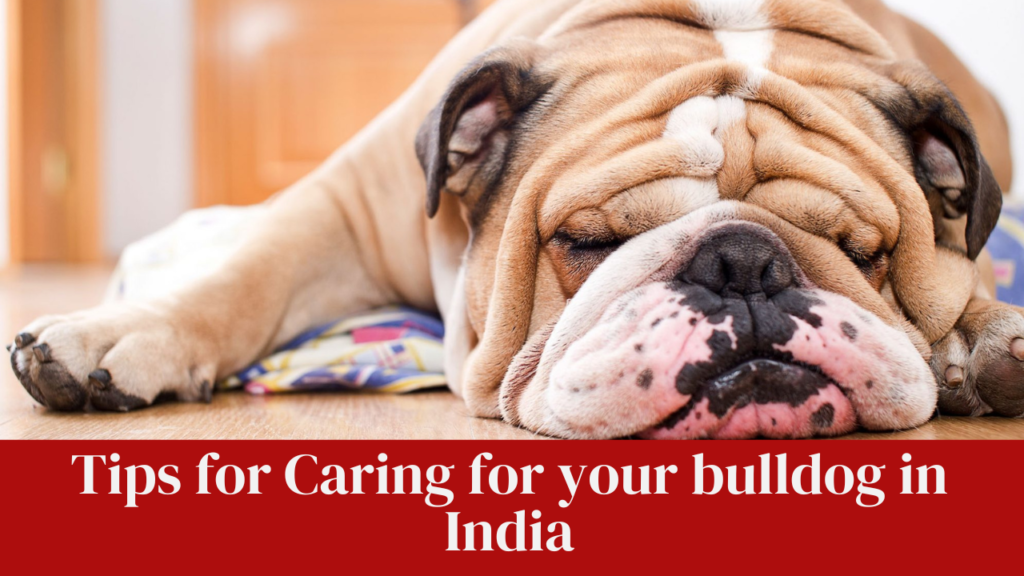 Tips for Caring for your bulldog in India