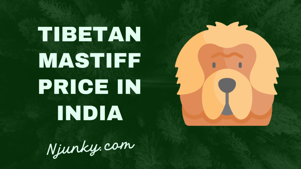 Tibetan Mastiff Price In India