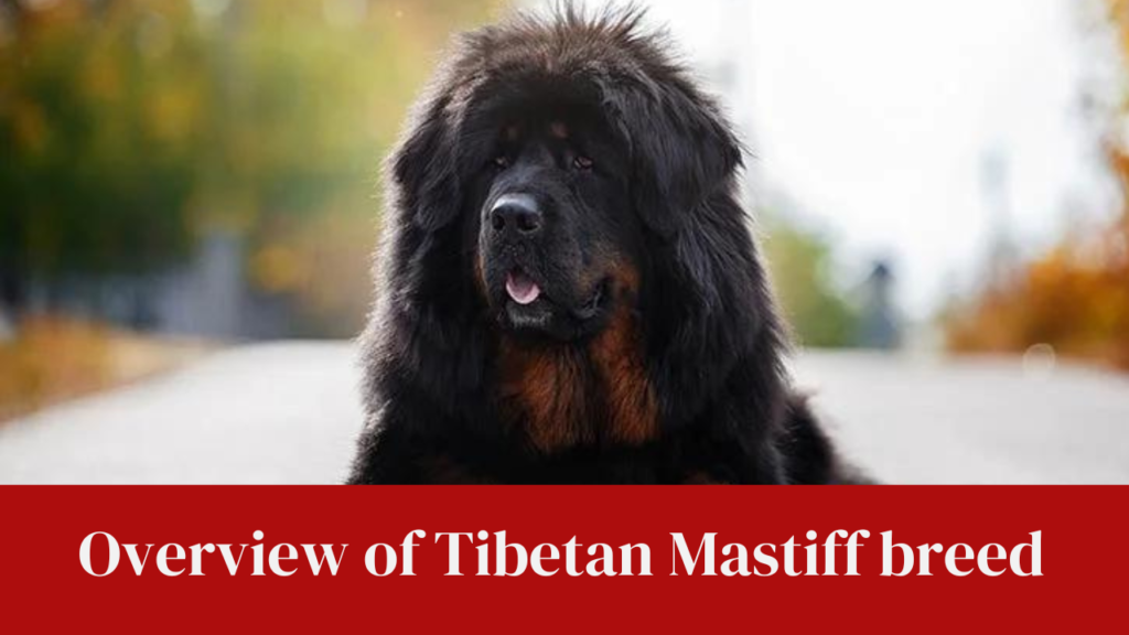 Overview of Tibetan Mastiff breed