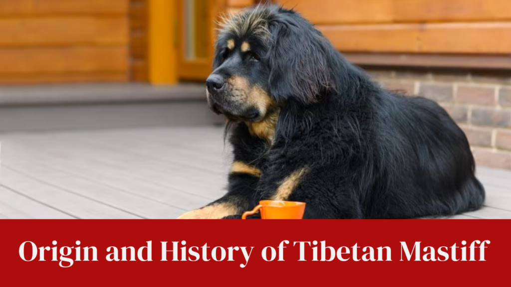 Origin and History of Tibetan Mastiff 