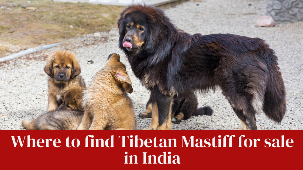 Where to find Tibetan Mastiff for sale in India
