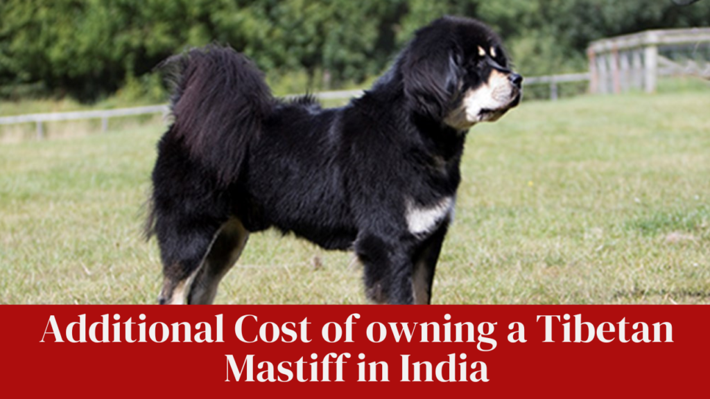 Additional Cost of owning a Tibetan Mastiff in India
