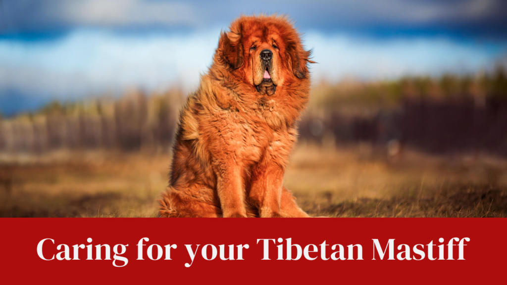 Caring for your Tibetan Mastiff