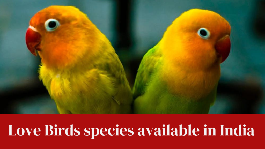 Love Birds species available in India