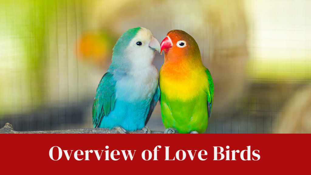 Overview of Love Birds