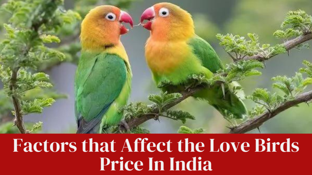 Factors that Affect the Love Birds Price In India