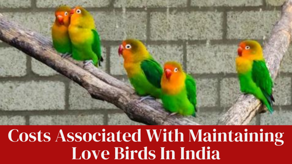 Costs Associated With Maintaining Love Birds In India