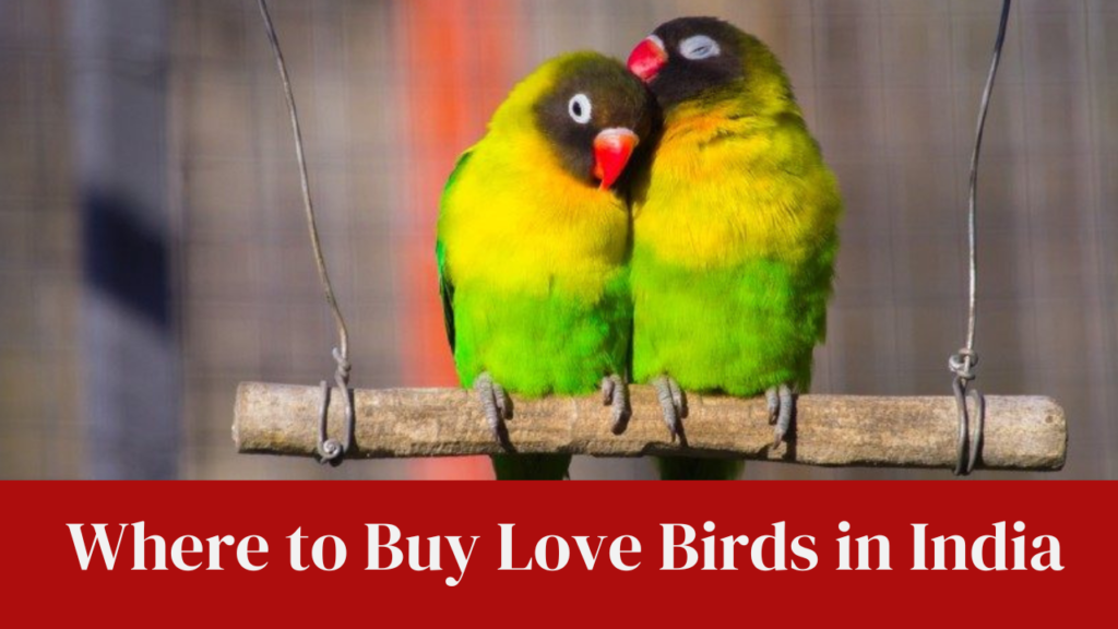 Where to Buy Love Birds in India